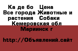 Ка де бо › Цена ­ 25 - Все города Животные и растения » Собаки   . Кемеровская обл.,Мариинск г.